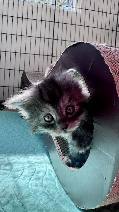 Bastet Maine Coons 3