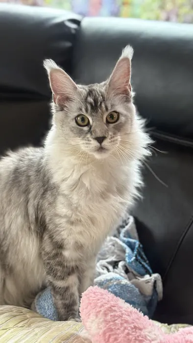 Bastet Maine Coons 10