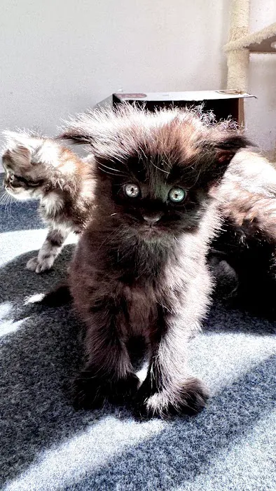 Bastet Maine Coons 2