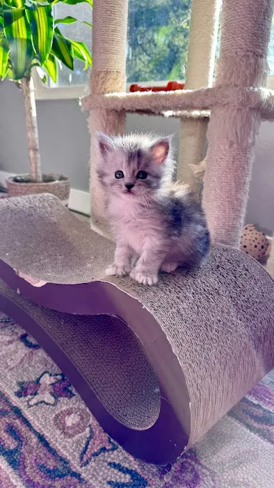 Bastet Maine Coons 7