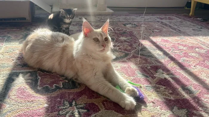 Bastet Maine Coons 5