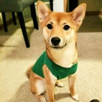 McMonigle Veterinary Hospital ico