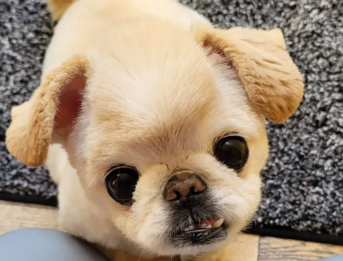Banfield Pet Hospital 2