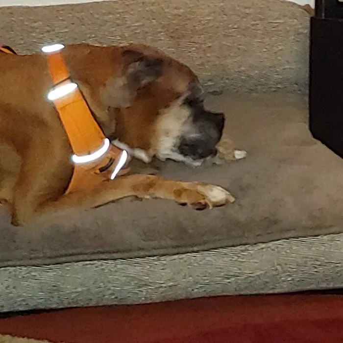Crestwood Animal Hospital 9