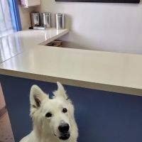 Crestwood Animal Hospital ico