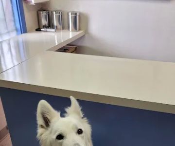 Crestwood Animal Hospital
