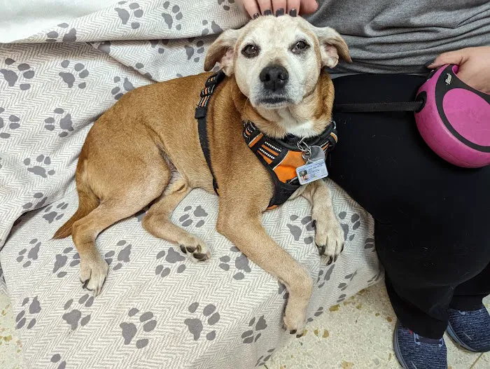 Crestwood Animal Hospital 10