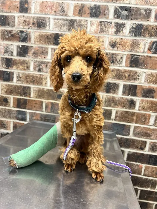 Camden Veterinary Hospital 10