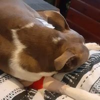 Camden Veterinary Hospital ico