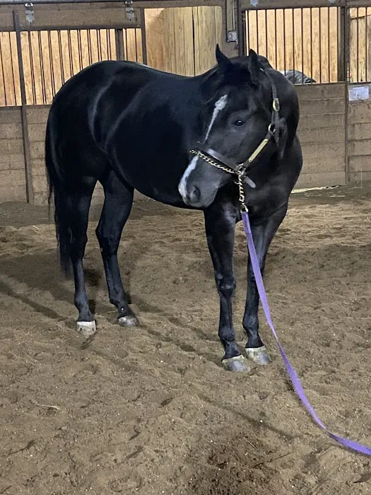 South Carolina Equine Associates Inc 1