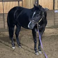 South Carolina Equine Associates Inc ico