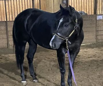 South Carolina Equine Associates Inc