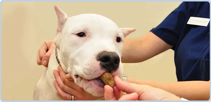 Oyster Creek Animal Hospital 8