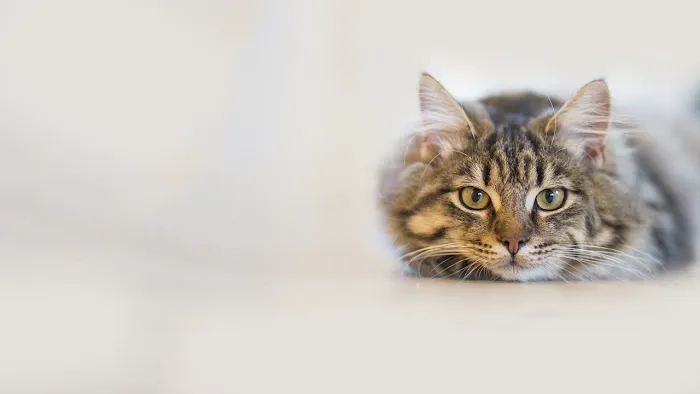 Oyster Creek Animal Hospital 3