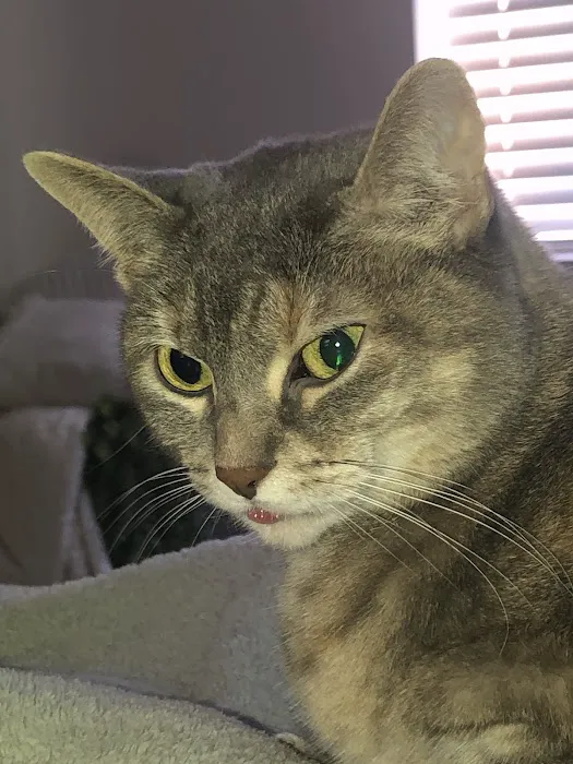 Pet Medical Center of Katy 1