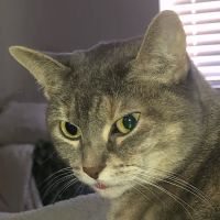 Pet Medical Center of Katy ico