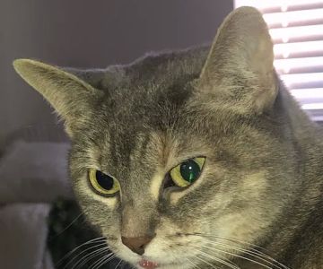 Pet Medical Center of Katy