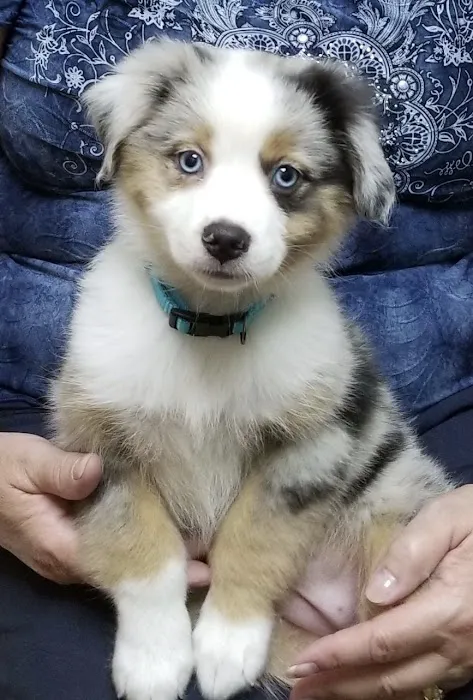 Pet Medical Center of Katy 4