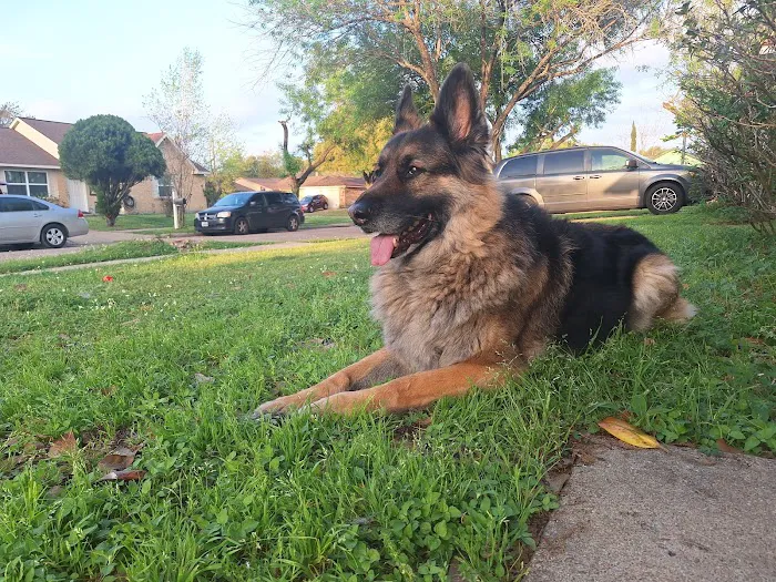 Pet Medical Center of Katy 6