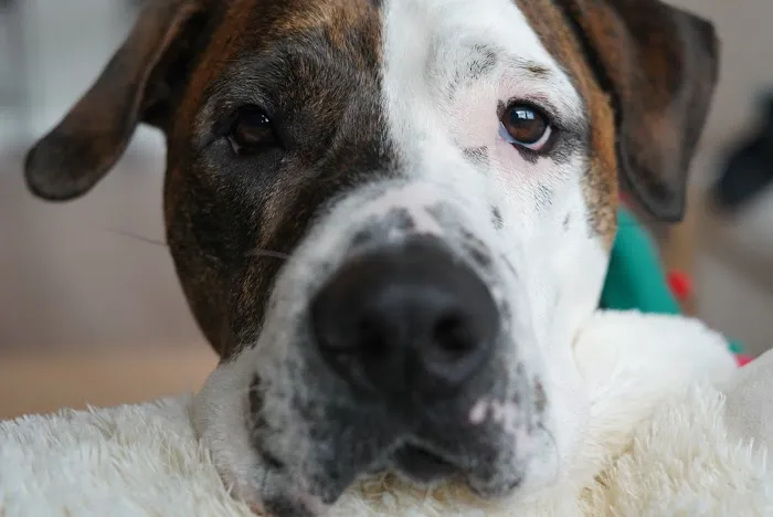 Banfield Pet Hospital 7