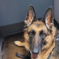 Brazos Bend Animal Hospital ico