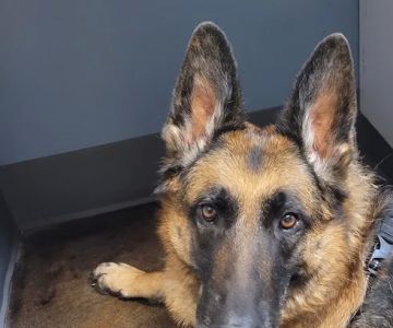 Brazos Bend Animal Hospital