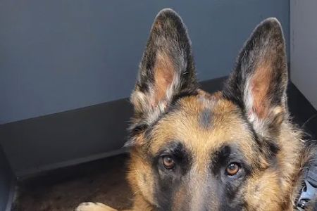 Brazos Bend Animal Hospital