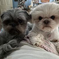 Bella Terra Animal Hospital ico