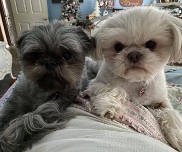 Bella Terra Animal Hospital