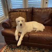Foster Creek Veterinary Hospital ico