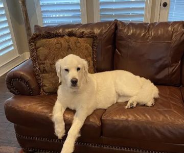 Foster Creek Veterinary Hospital