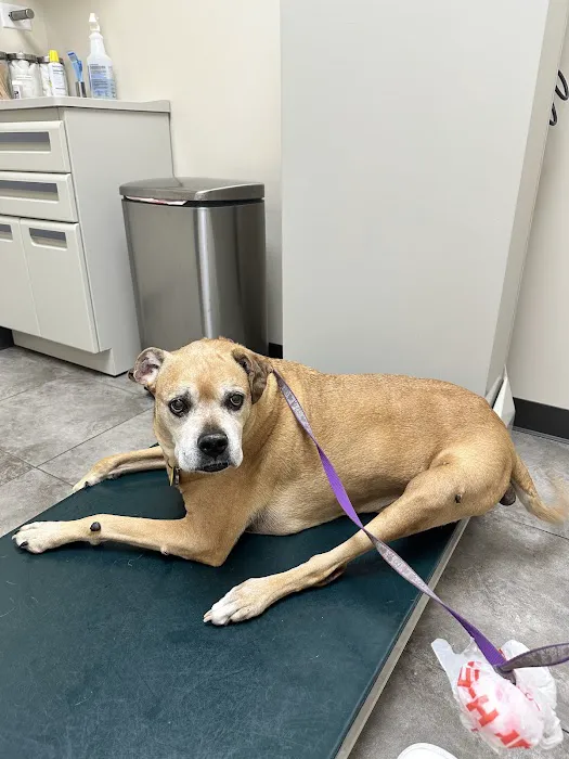 Spring Green Pet Clinic 2