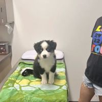Thrive Pet Healthcare - Falcon ico