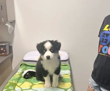 Thrive Pet Healthcare - Falcon