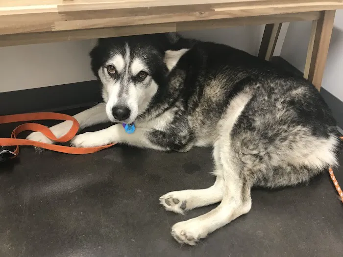 Thrive Pet Healthcare - Falcon 3