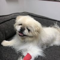 Katy Veterinary Clinic ico