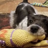 Veterinary Dentistry Specialists ico
