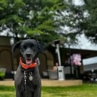 Circle B Veterinary Hospital ico