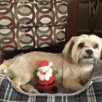 Animal Hospital Highway 6 ico