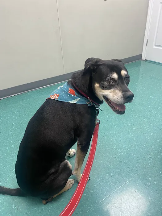 Animal Hospital Highway 6 4