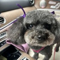 Banfield Pet Hospital ico
