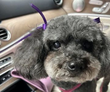 Banfield Pet Hospital