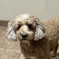 Lake Olympia Animal Hospital ico