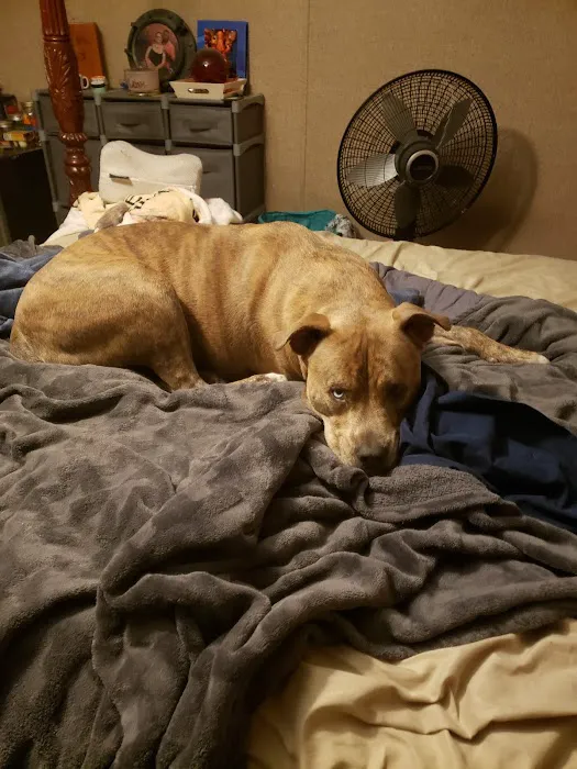 Southeast Texas Animal Emergency Clinic 8