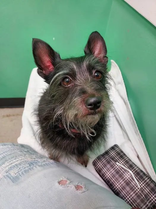 Southeast Texas Animal Emergency Clinic 4