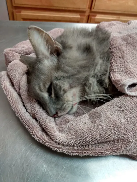 Southeast Texas Animal Emergency Clinic 1