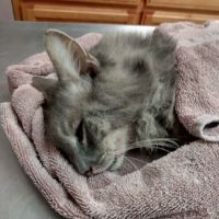 Southeast Texas Animal Emergency Clinic ico