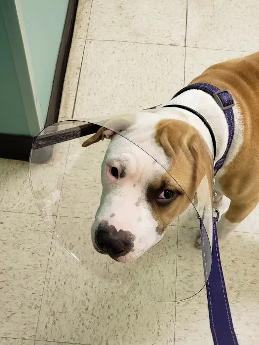Southeast Texas Animal Emergency Clinic 3