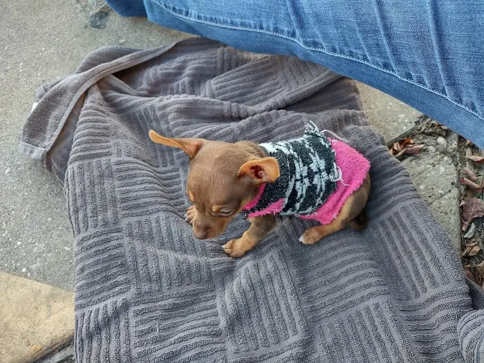 Southeast Texas Animal Emergency Clinic 10