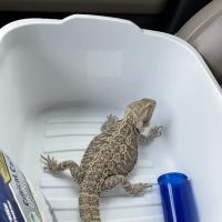 Animal Hospital of Mid County ico